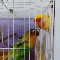 ی جفت کوتوله به همراه جوجه و تخم