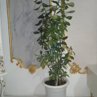 گل با گلدان