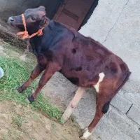 گوساله هشت ماهه