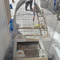 عروس هلندی ومرغ عشق