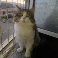 گمشده