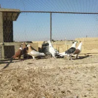 دسته ماده|پرنده|شیراز, ارم|دیوار