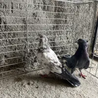 کفتر پرشی|پرنده|یزد, |دیوار