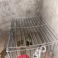کفتر معاوضه|پرنده|یزد, |دیوار
