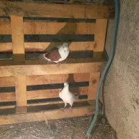 فروش کفتر  دوعدد ۴۰۰