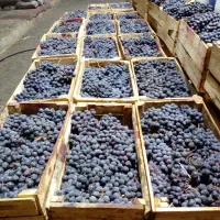 انگور دیمی سردشت درجه یک|خوردنی و آشامیدنی|تهران, میدان میوه و تره‌بار مرکزی|دیوار