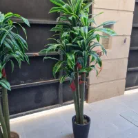 درختچه دراسنای بلالی ابلق مصنوعی