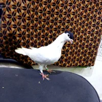 طاقی|پرنده|آران و بیدگل, |دیوار