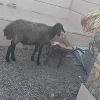 قوچ بره نر