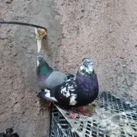 کفتر نرو ماده خوب با جوجه|پرنده|اسلام‌شهر, شهرک سعیدیه|دیوار