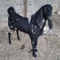 مری اصل|حیوانات مزرعه|هیرمند, |دیوار