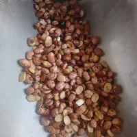 لوبیا چیتی کیلو ۳۰ هزار|خوردنی و آشامیدنی|مشهد, کارمندان دوم|دیوار