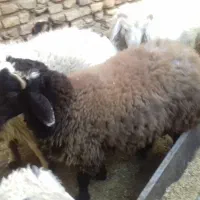 4راس بره نر|حیوانات مزرعه|مهریز, |دیوار