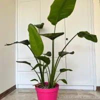 گیاه آپارتمانی نخل نیکولای