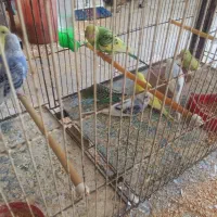 مرغ عشق ۴ یا ۵ ماهه ۸عدد