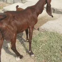 بزپاکستانی