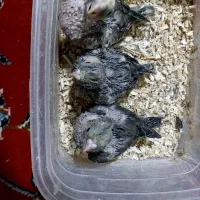 جوجه عروس سرلاکی