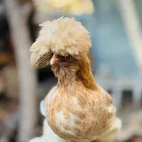 تخم مرغ پاکوتاه