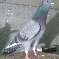 کبوتر سبز کاکلی|پرنده|بندر ترکمن, |دیوار