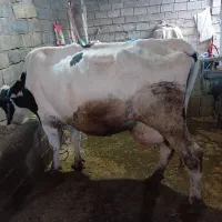 گاو شیری|حیوانات مزرعه|بیستون, |دیوار