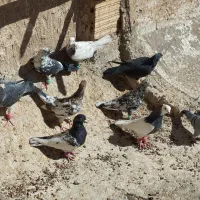 تعدادی کبوتر هوا برا جفت هم خوبن|پرنده|بردسکن, |دیوار
