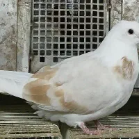 کبوتر دوکت و کبوتر پلاکی