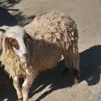 بره ماده کاورر چاق کهره بزه