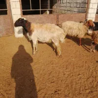 فروش|حیوانات مزرعه|تیران, |دیوار