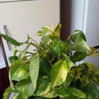 یک عدد گلدان پتوس