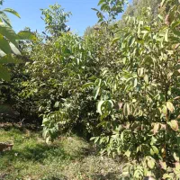 نژاد برتر تخصص ماست|گل و گیاه طبیعی|یاسوج, |دیوار