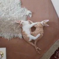 گربه نر و ماده ۴ ماهه|گربه|قم, پردیسان|دیوار