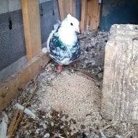 طوق زرین نر.طوق قهوه ای خال دار نر.شازده هفترنگ نر|پرنده|شوشتر, |دیوار