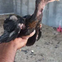 بوقلمون برنز و بوربون جوان و بالغ تمام ارگانیک|حیوانات مزرعه|هشتگرد, شهرک بعثت|دیوار