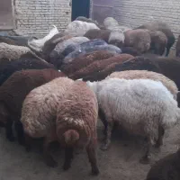گوسفند زنده  قصابی سیار
