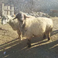 قوچ داشتی درجه یک