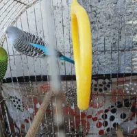 مرغ عشق نر ماده سالم سر حال|پرنده|ماکلوان, |دیوار