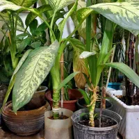 فروش گلهای خانگی|گل و گیاه طبیعی|ایوان, |دیوار