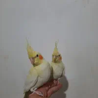 ۳ تا عروس هلندی