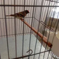 سهره گلبسر قناری