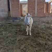 مادیان شش ساله سرحال مست|اسب و تجهیزات اسبسواری|بجنورد, |دیوار