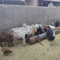 بره وبزغاله خوراک خور میش شال بز آبستن|حیوانات مزرعه|قم, شهر قائم|دیوار