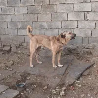 توله ماده کرد ۷ ماهه|سگ|تویسرکان, |دیوار