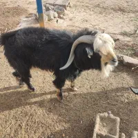 نر بز تکه و بزغاله نر و ماده در سربیشه