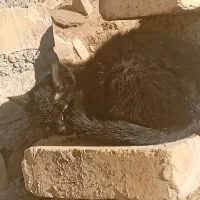 بچه گربه|گربه|زنجان, |دیوار