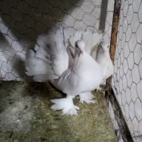 کبوتر فروشی