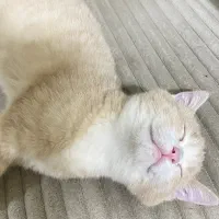 دو عدد گربه|گربه|اهواز, گلستان|دیوار