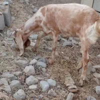 فروش گوسفند نرو وماده جاری