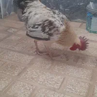 خروس محلی