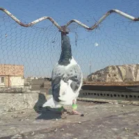 کفتر کبوتر چپ سبز صید و پولک نر