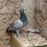 پلاکی|پرنده|یاسوج, |دیوار